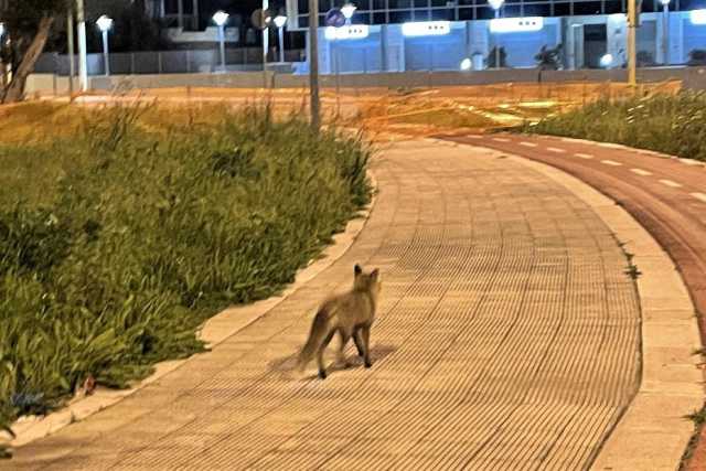Bari, una volpe tra i palazzi di Poggiofranco: �In cerca del cibo che in campagna scarseggia�